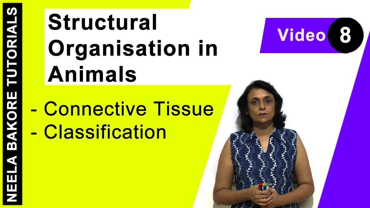 Structural Organisation in Animals | NEET | Connective Tissue - Classification | Neela Bakore