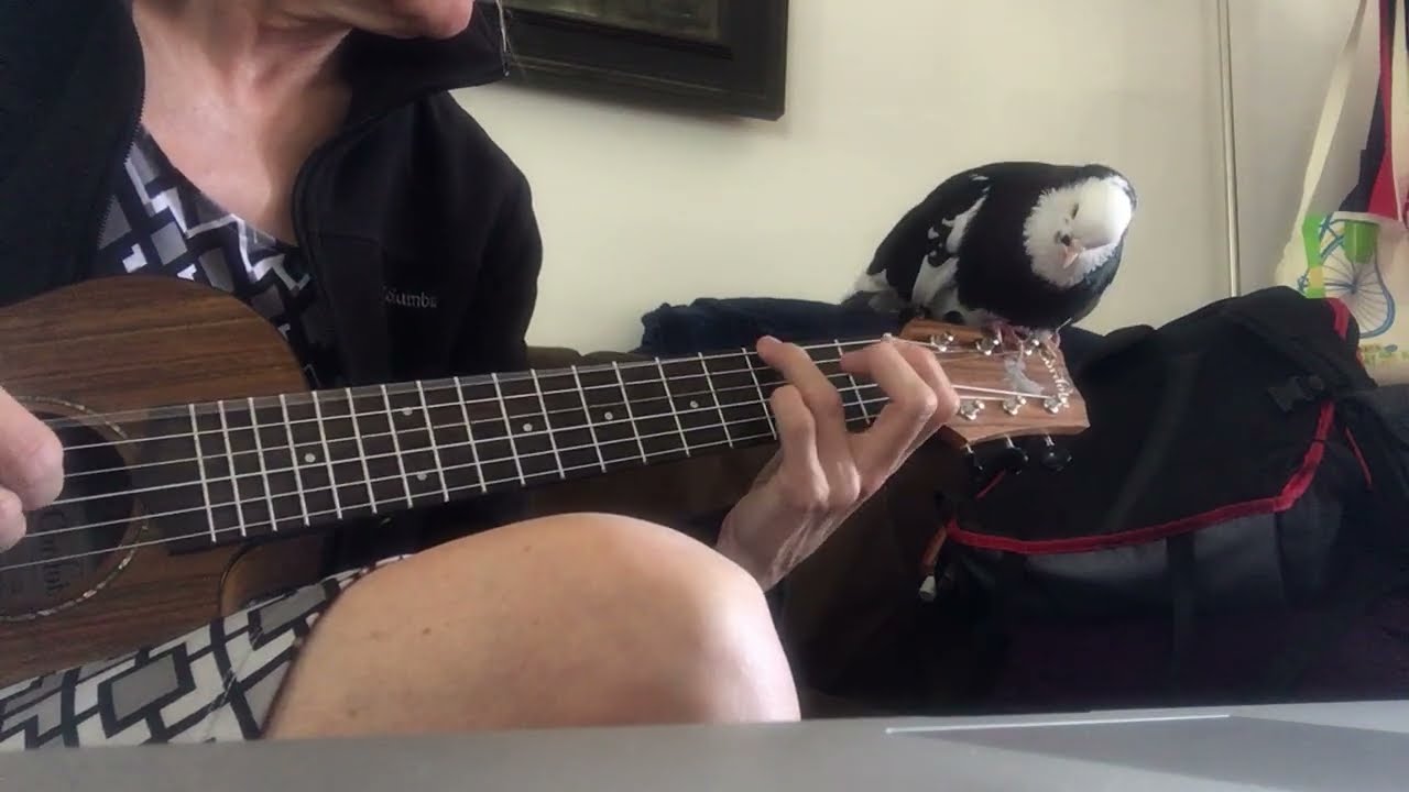 Pigeon supervises "That'll Never Happen No More" (Blind Blake)