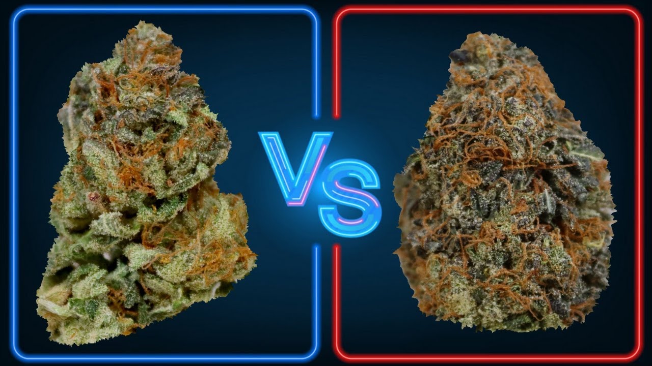 Pink Goo VS Ultra Pink OFFICIAL STRAIN REVIEW