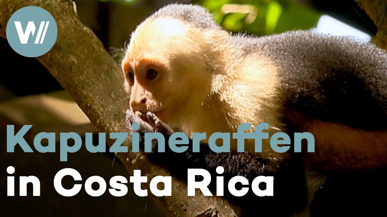 Affenzirkus in Costa Rica - Auf Regenwald-Safari mit Kapuzineraffen, Brüllaffen und Totenkopfäffchen