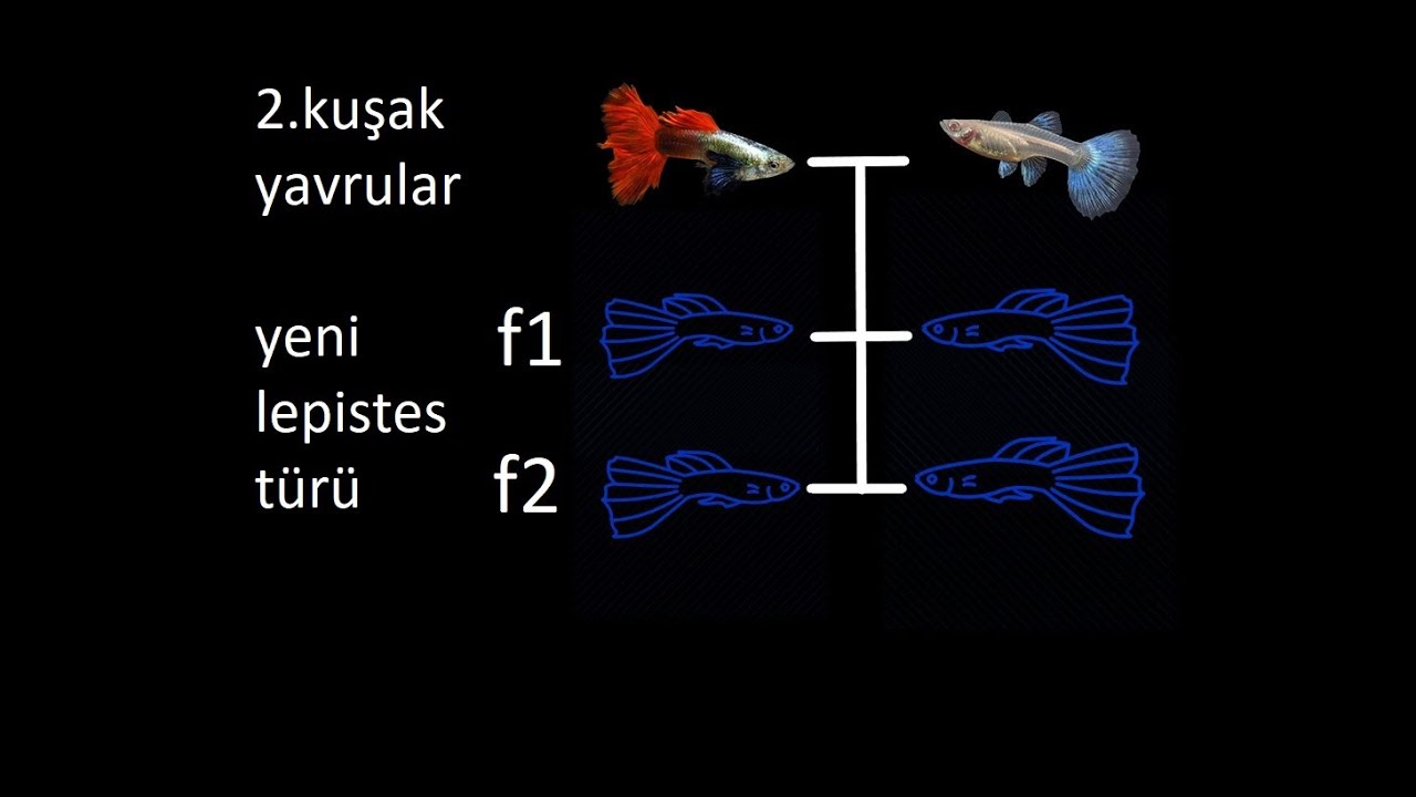 LEPİSTES ÇARPAZLAMA (SON PART)-DETAYLI BİLGİ VE TÜYOLAR