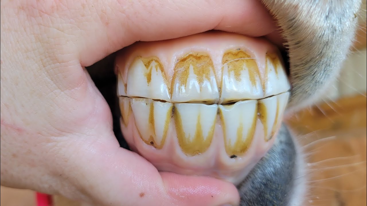 AGING HORSES BY THEIR TEETH
