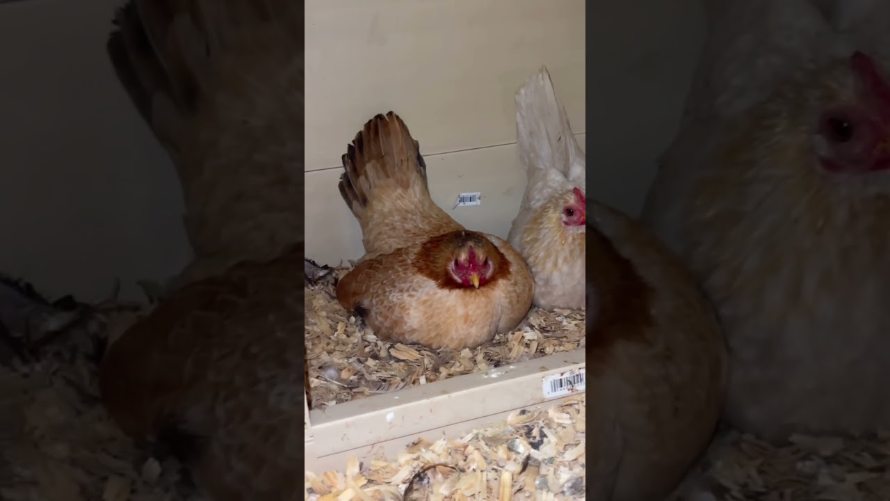 Все мои куры-серама &mdash; наседки!🐥🤦🏼&zwj;♀️
