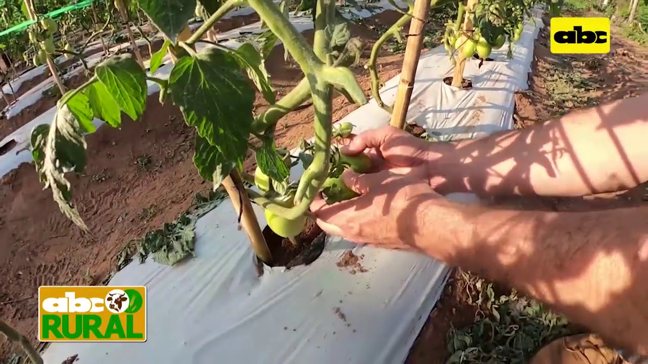 Abc Rural: Crecimiento de tomate, dentro y fuera de invernadero