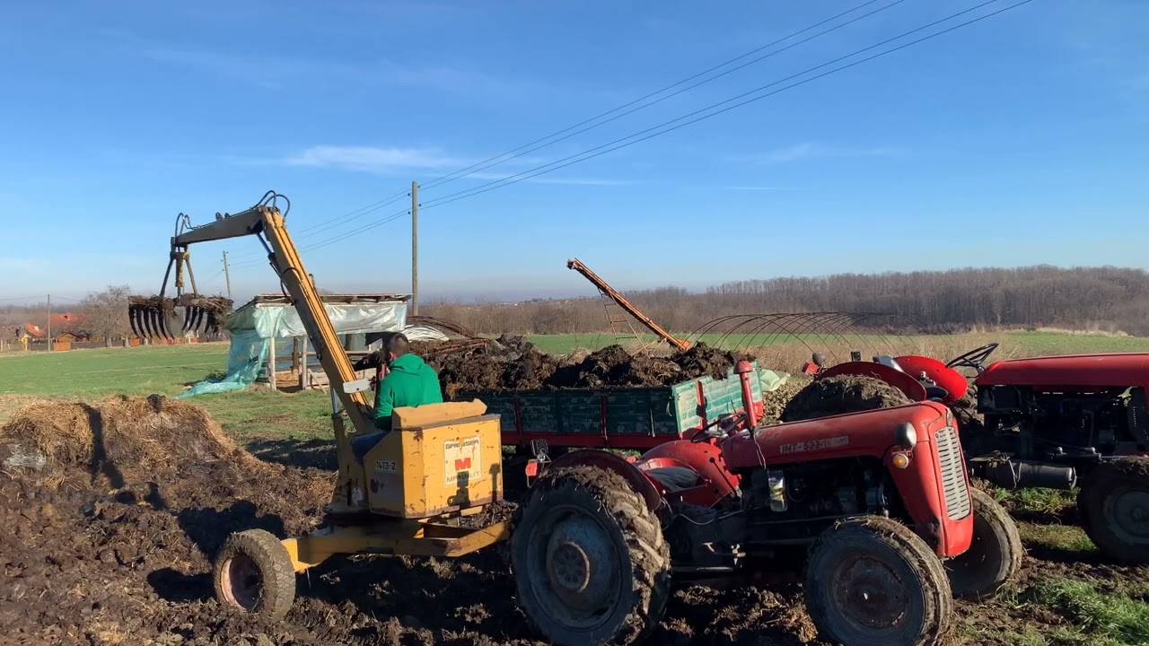Utovar stajnjaka / Loading of manure