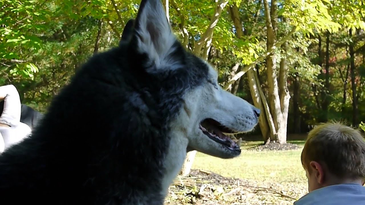 Mishka the Talking Husky Gets a New Backyard!!!
