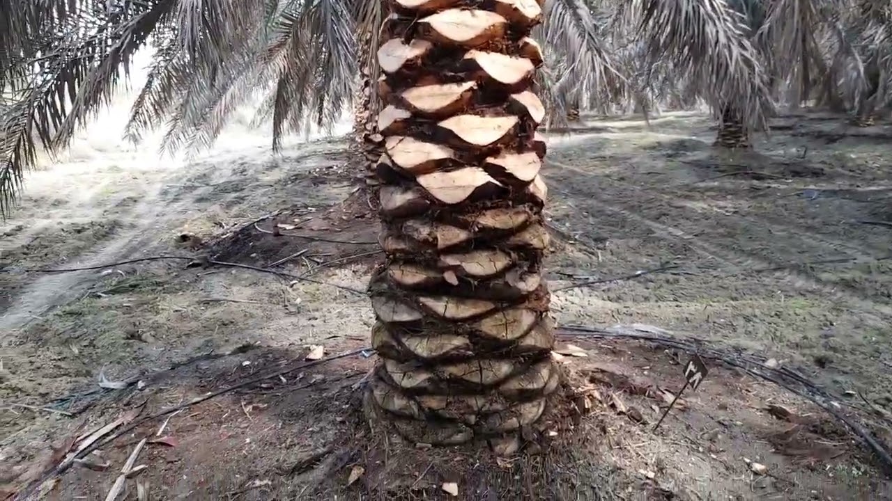 تأثير مسافات الزراعة على الحالة العامة للنخلة وعلى الانتاج.