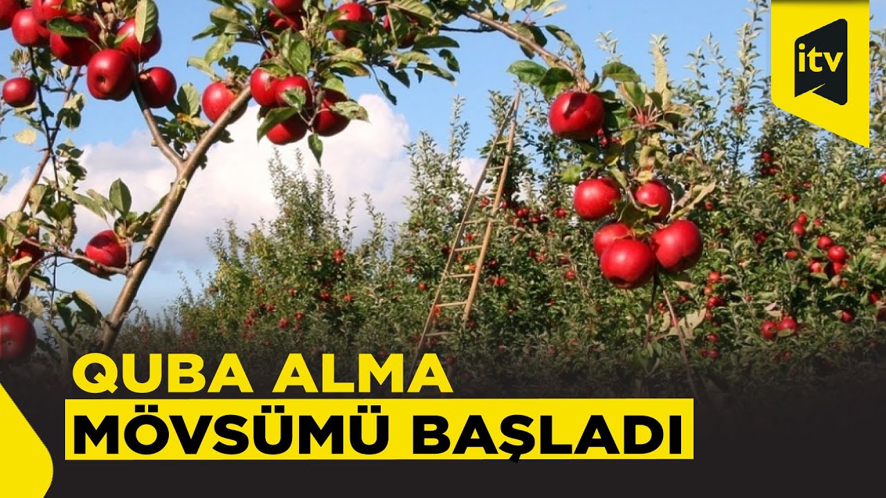 Qubada alma yığımına başlanılıb