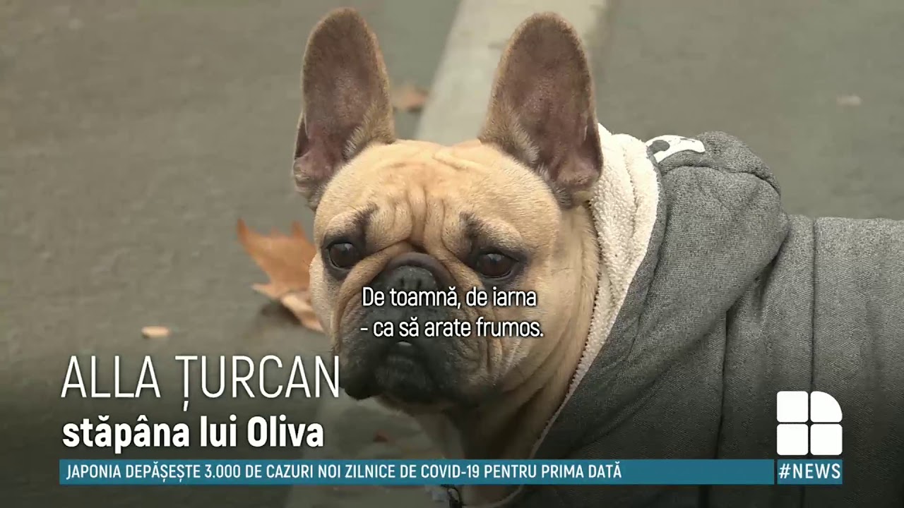 Căței la modă. Vânzările de haine pentru patrupezi au crescut cu 30%