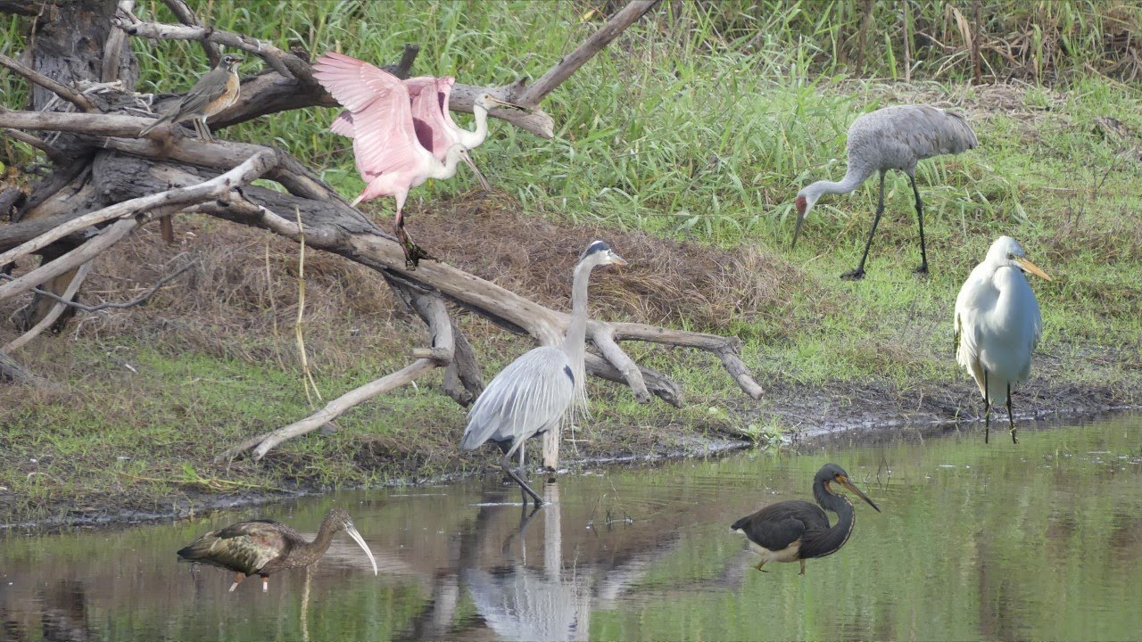 My Four Most Favorite Spots for Bird Watching  in Myakka River State Park| near Sarasota, Florida