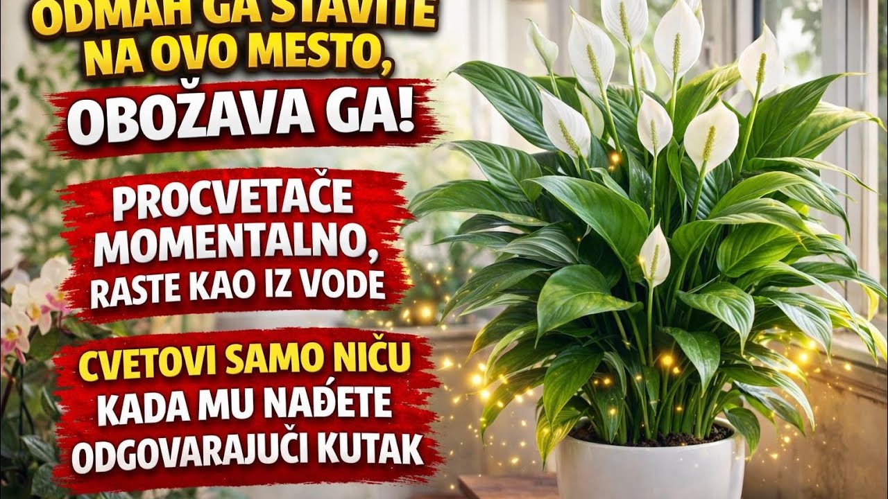 Odmah ga stavite na ovo mesto. Procvetaće momentalno! 