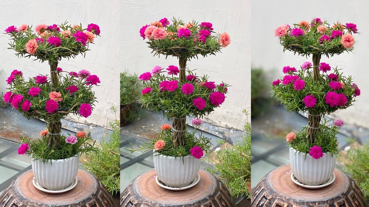 Sáng Tạo Bonsai Hoa Mười Giờ Nhỏ Tuyệt Đẹp Với Cách Làm Đơn Giản Nhất