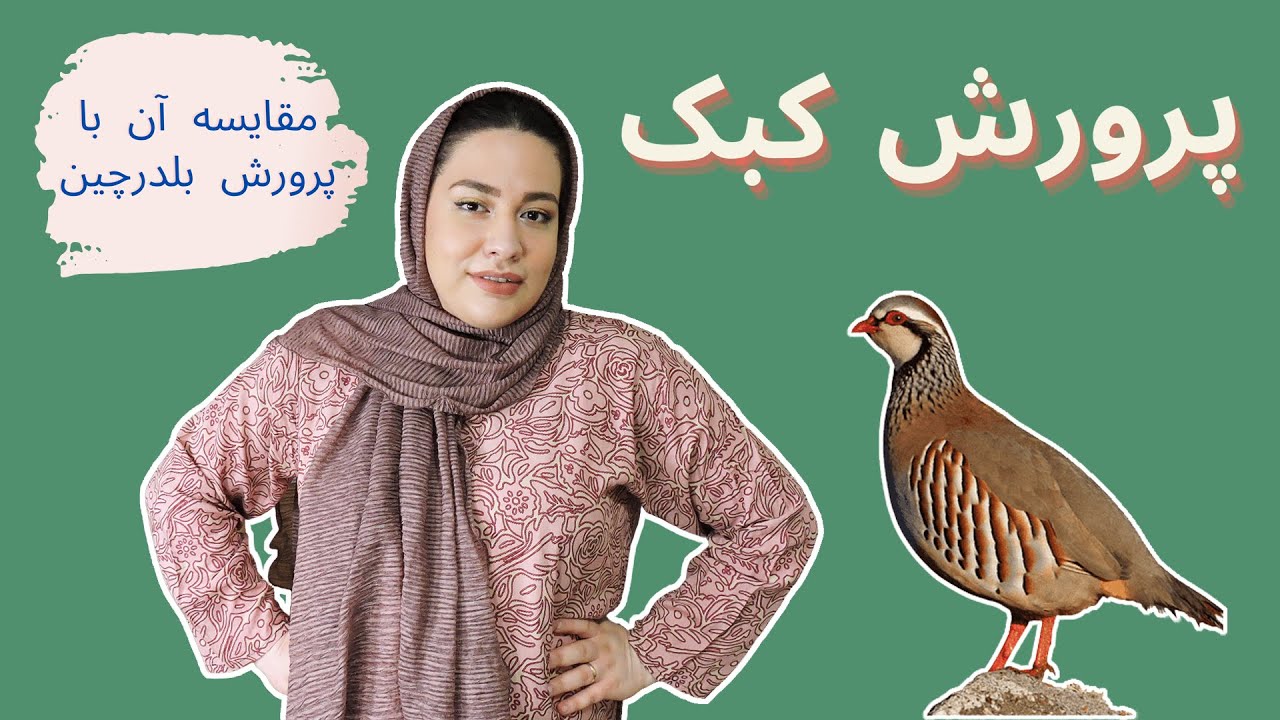 پرورش کبک و مقایسه آن با پرورش بلدرچین | معرفی پرنده کبک و پرورش جوجه و فواید گوشت کبک