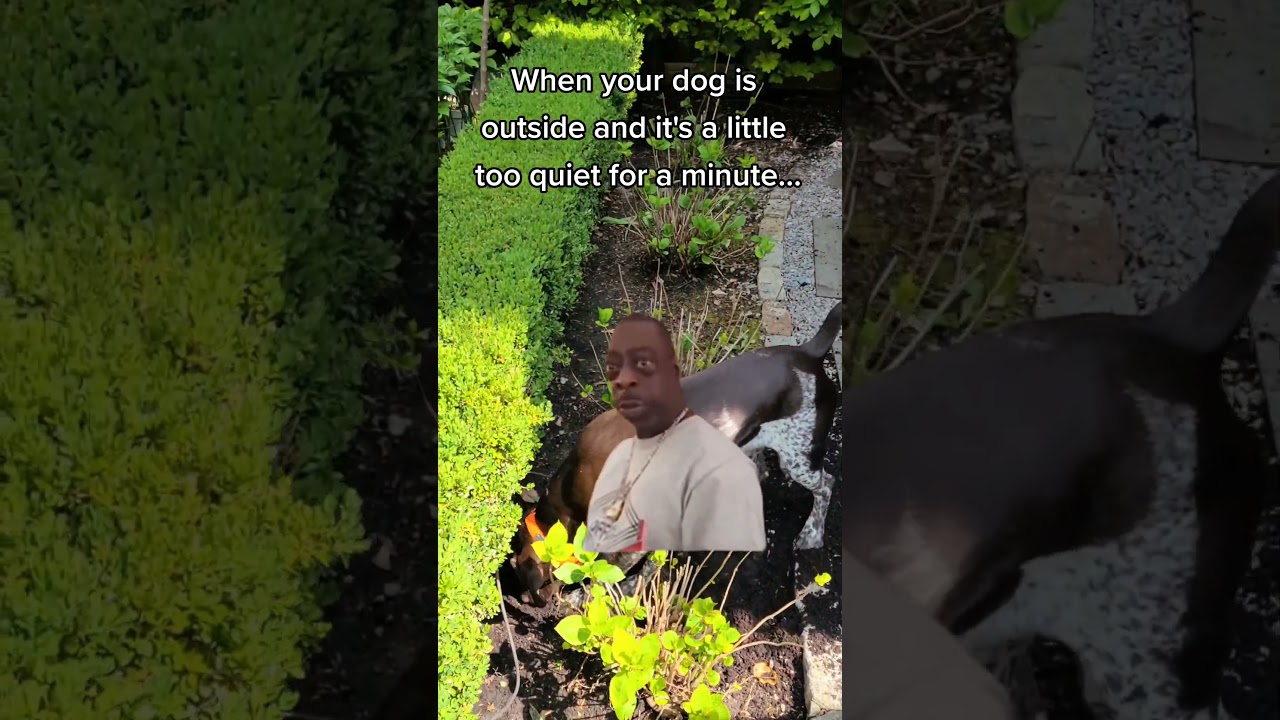 Caught my dog red-handed...