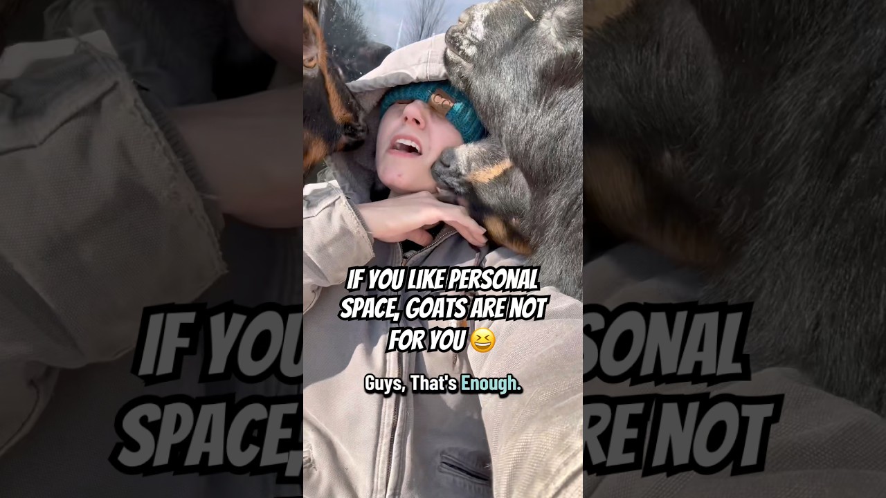 Если вы цените личное пространство, козы — не для вас 😆 