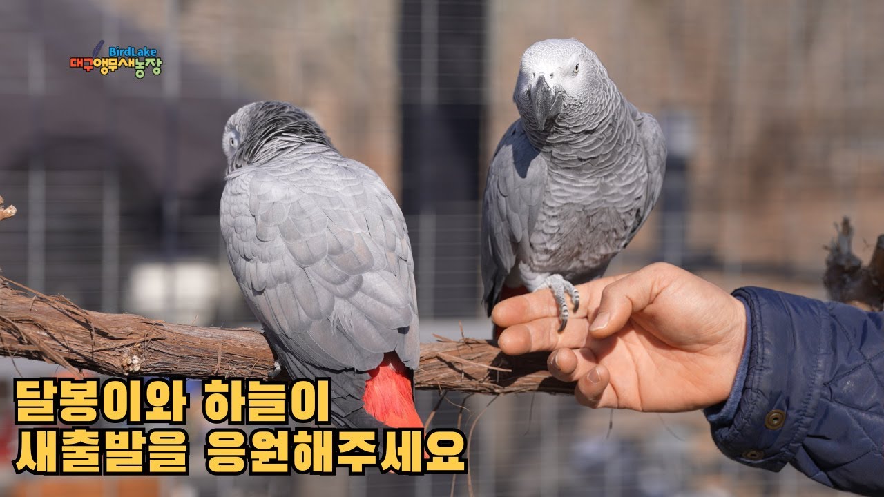 새로운 보금자리를 찾아온 회색앵무새 달봉이와 하늘이