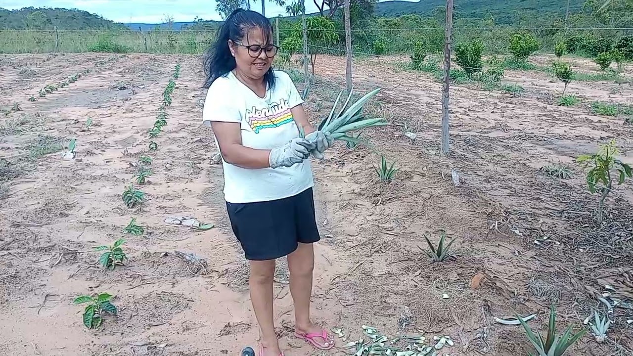 HOJE  VAMOS  PLANTA ABACAXI 🍍+UMA ENTREGA DE  COENTRO 🥬