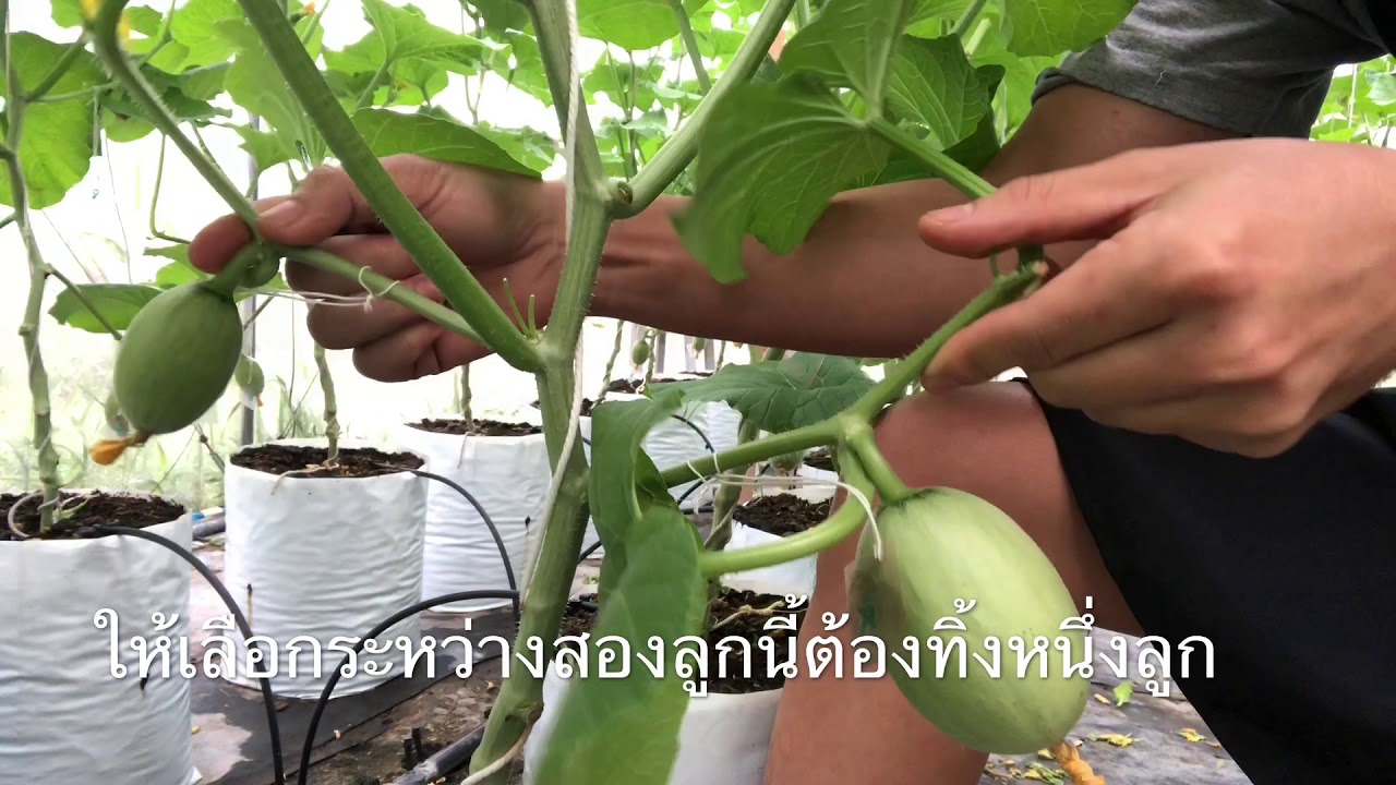 การแขวนลูกเมล่อน