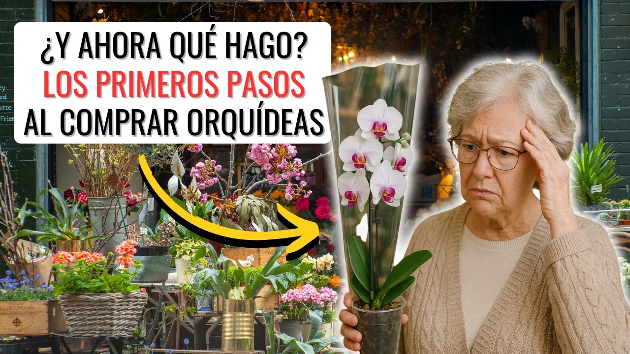 PRIMEROS PASOS TRAS COMPRAR UNA ORQUÍDEA PHALAENOPSIS: cómo elegir y ubicación en casa || en20metros