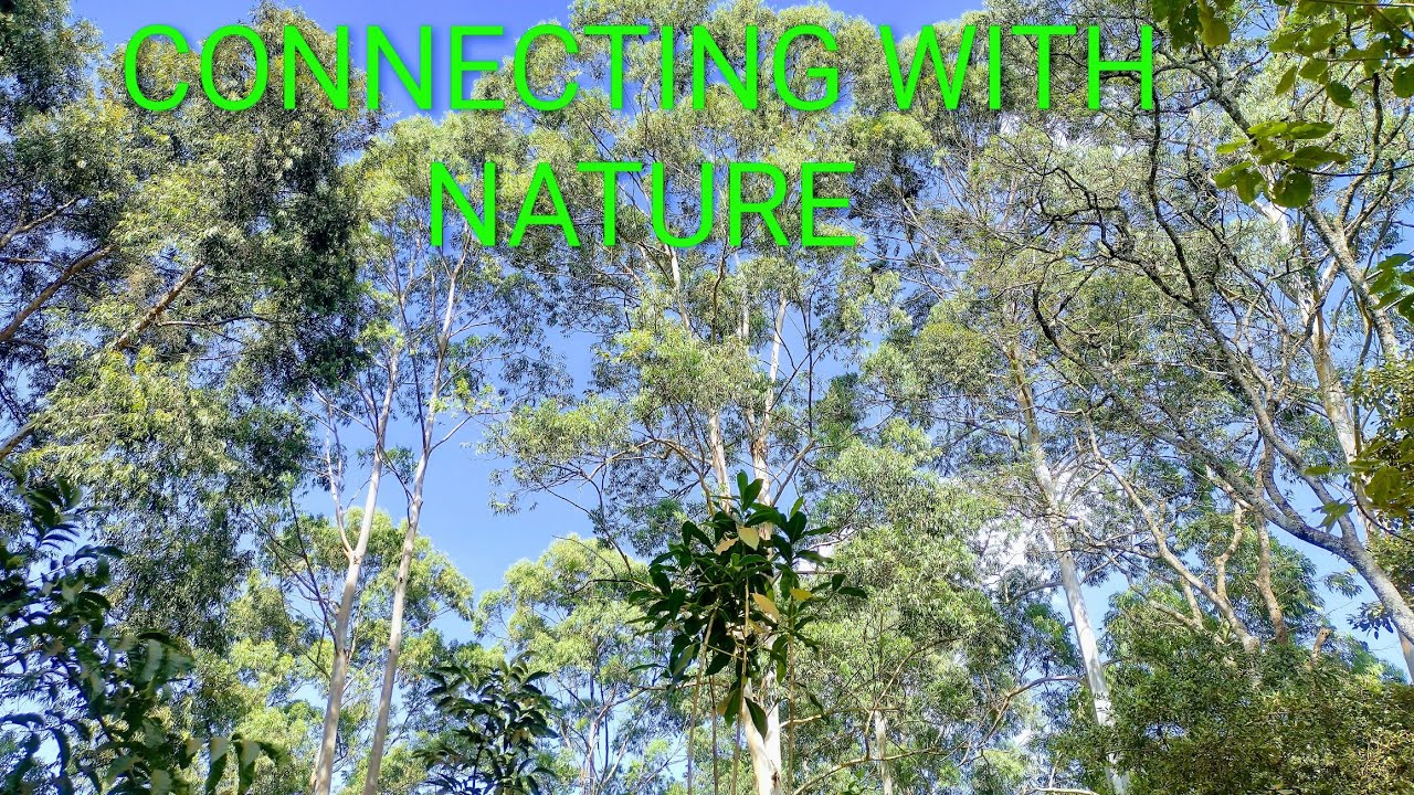 Peace Under the Trees | Reconnecting with Nature