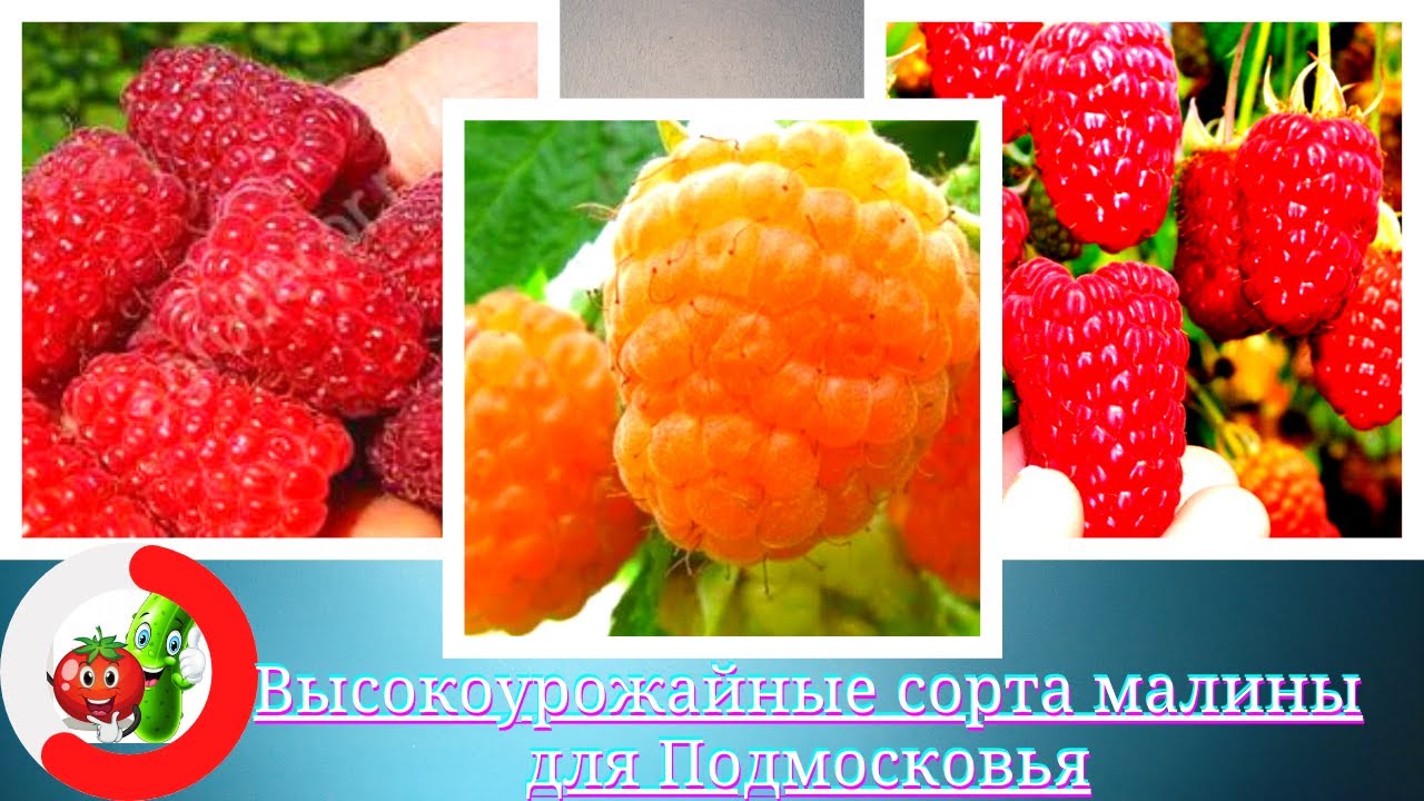 Самые лучшие сорта крупноплодной малины для средней полосы России.