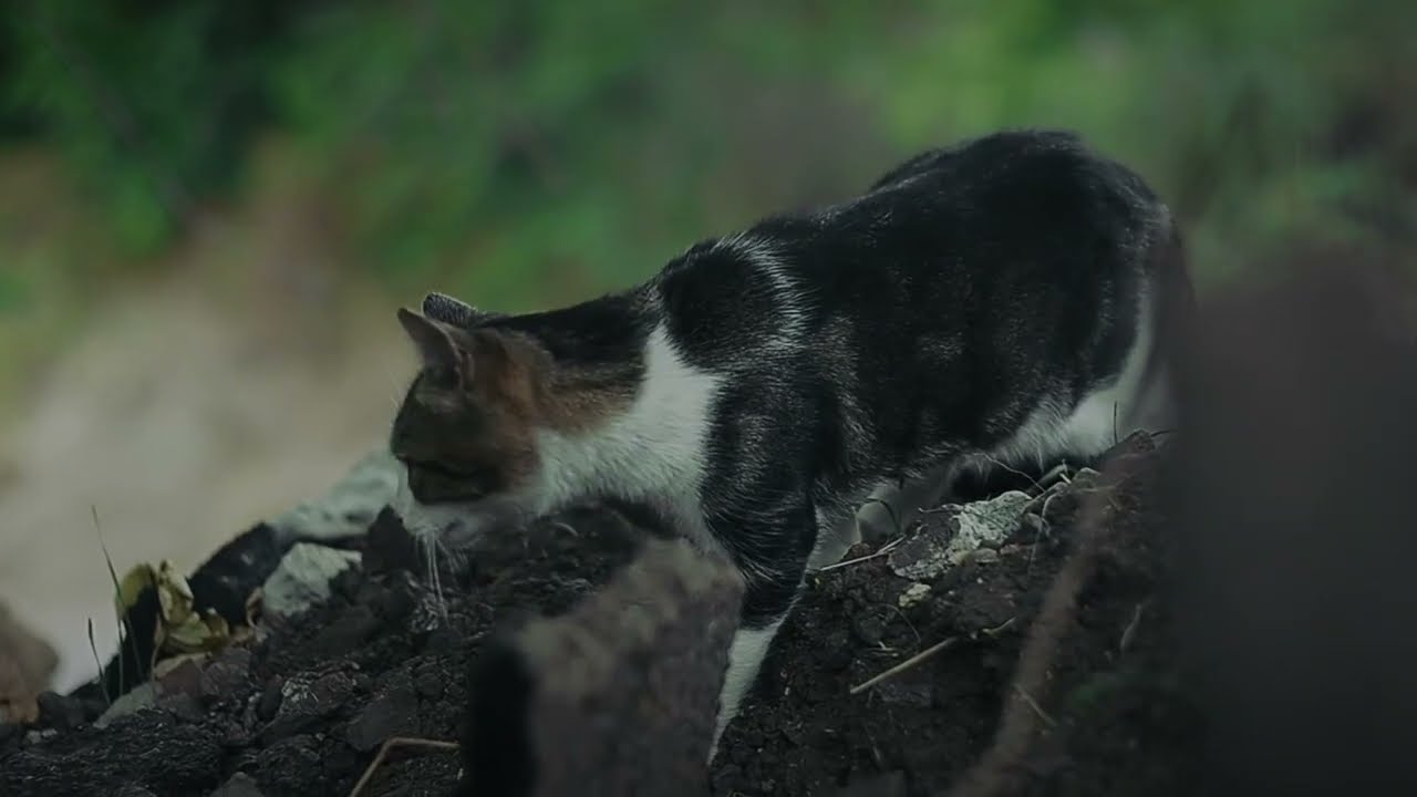 Cinematic Video Test (Nikon D5100)