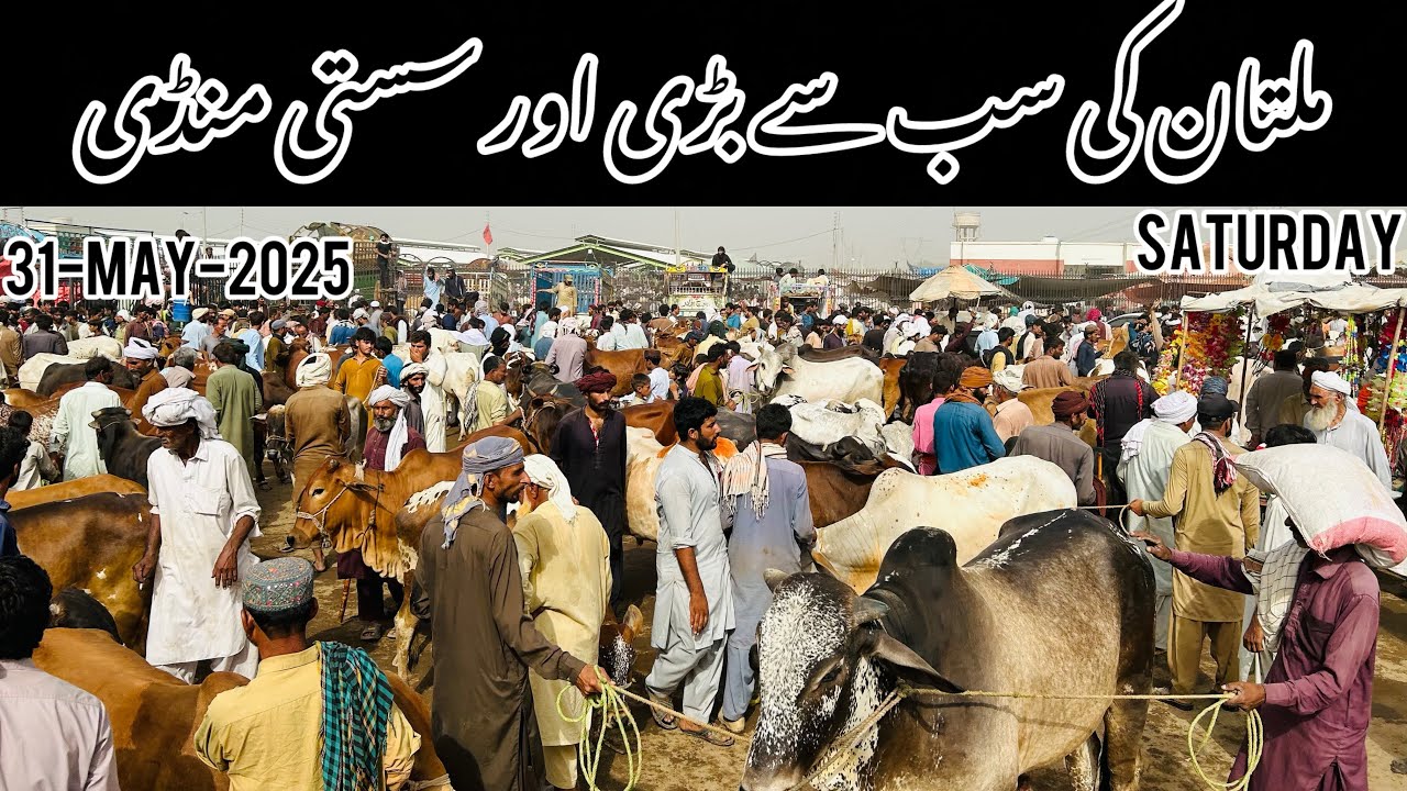 Today multan cow mandi 2025 / 31 May 2025 ..Saturday / Fresh video | Qurbani 2025