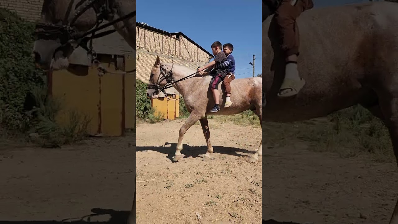 Horses shop от сотилади Буйи 160см Йоши 9йош  Тошкент 97.711-4343 94.699-4040 телеграм 91.190-8080 