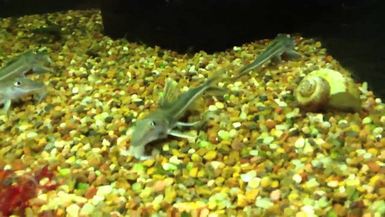 Leptodoras cataniai