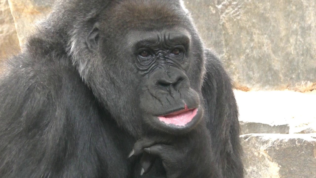 Espace Zoologique de St Martin la plaine, Gorilla's