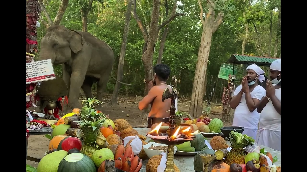 කැබිලිත්ත දේව පූජාවට මද්දුත් එනවද 🐘  🥺♥️Kebiliththa Dewalaya 🇱🇰 #chathupd Follow us