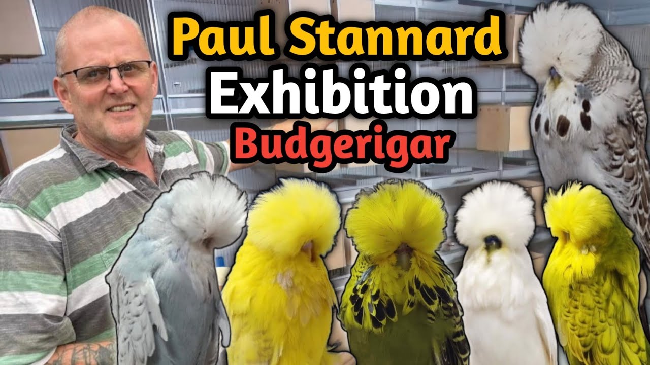 Paul Stannard Exhibition Budgies from United kingdom 🇬🇧 || PS1 Exhibition Show Budgerigar