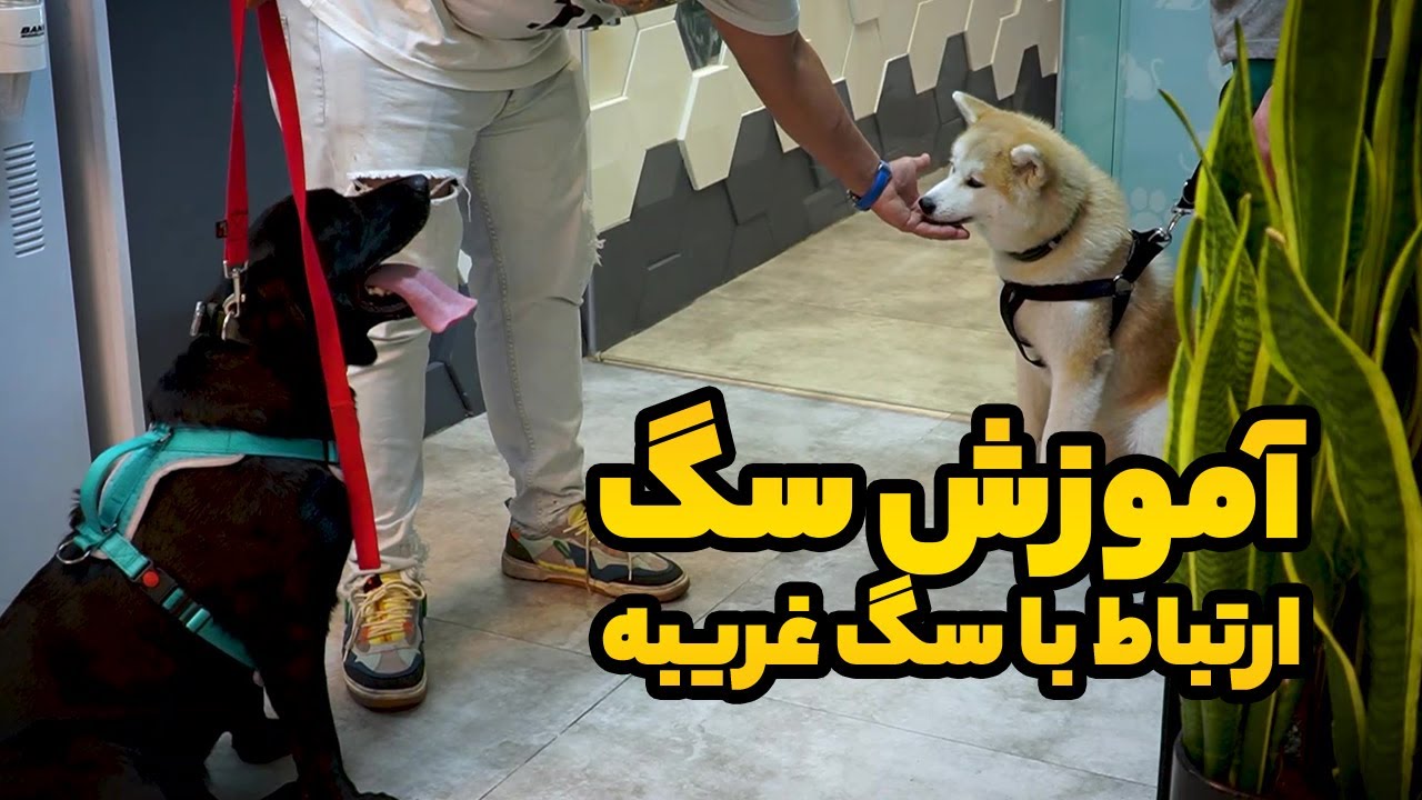 آموزش سگ : ارتباط با سگ های غریبه
