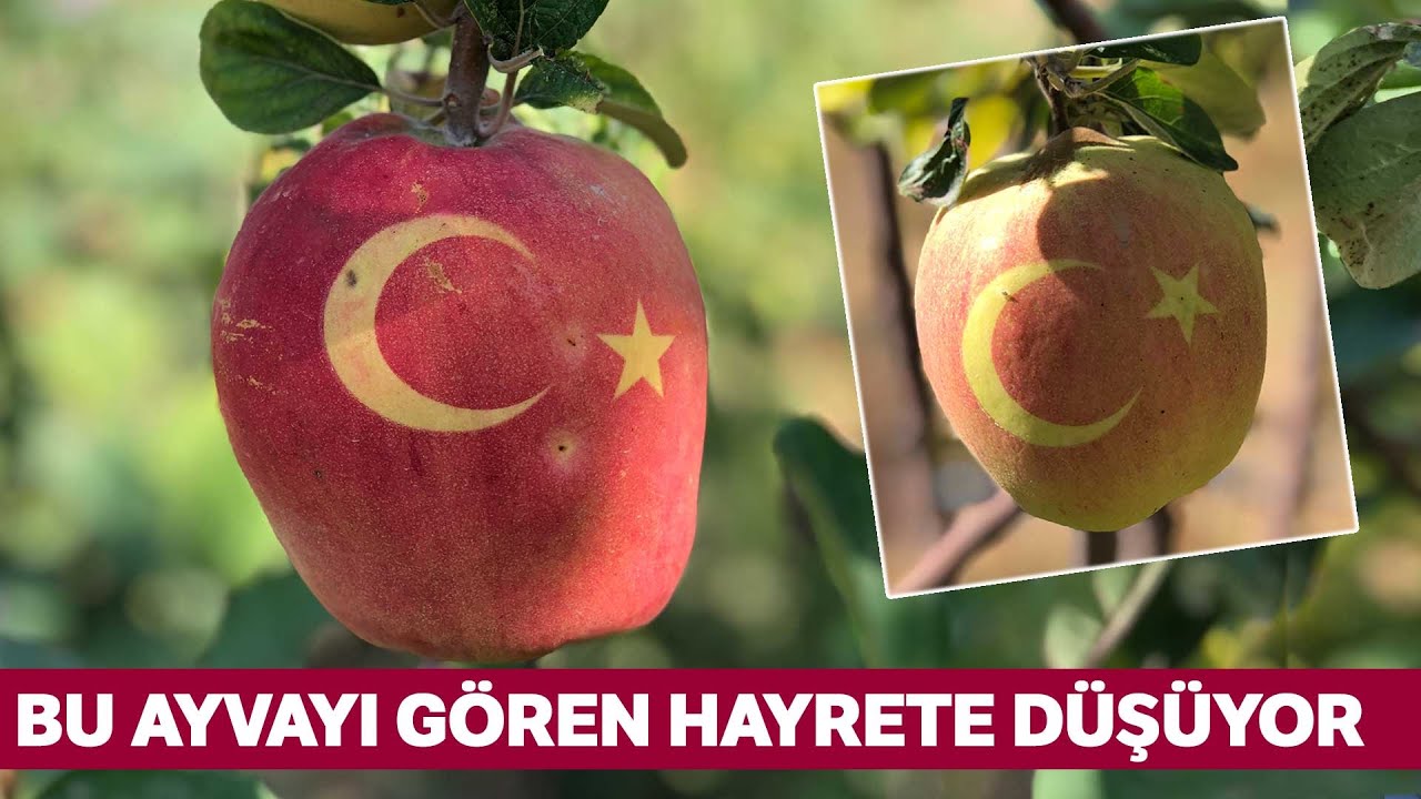 Ayva Üzerinde Bulunan “Ay ve Yıldız” Görenleri Hayrete Düşürüyor
