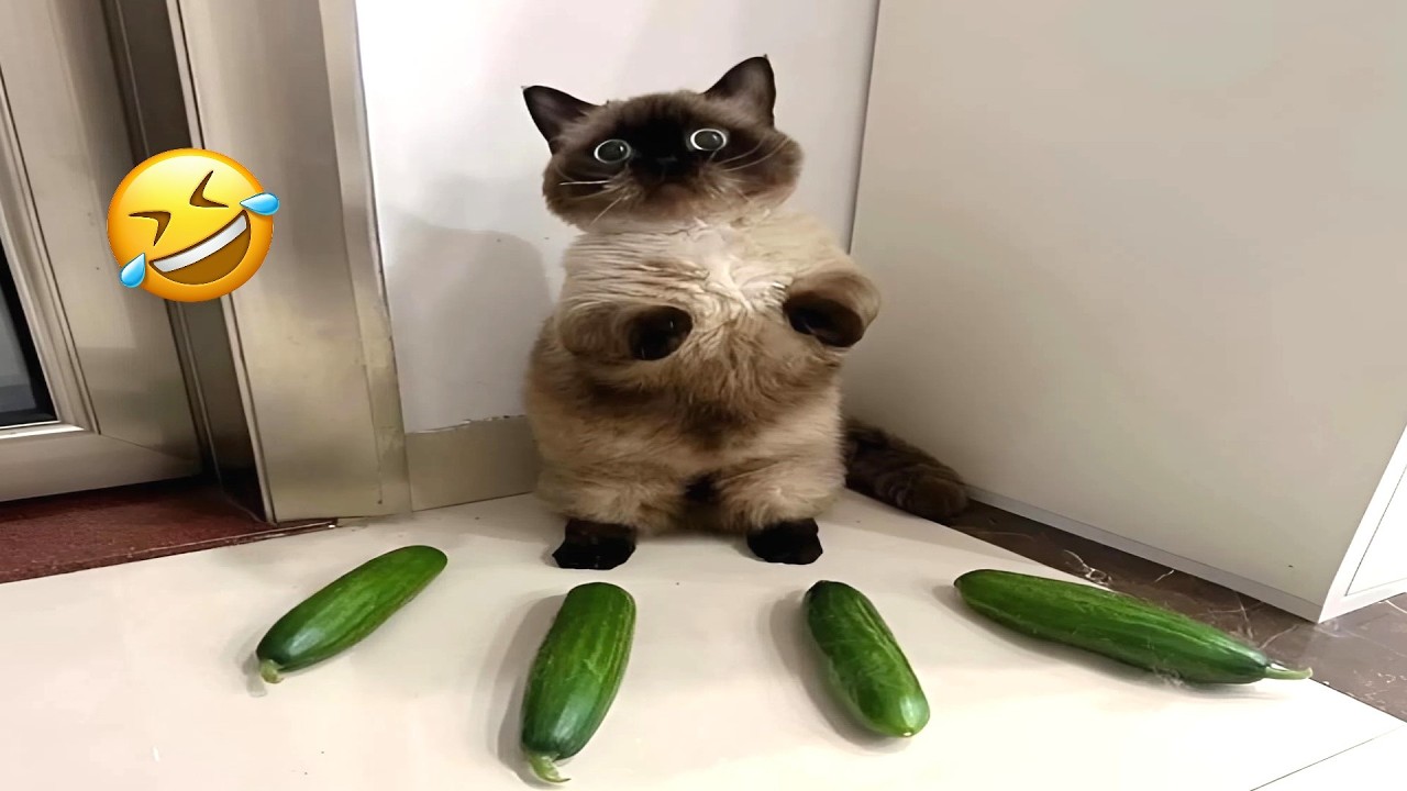 Hilarious Cats Moments Caught On Camera | One Hour of Unpredictable Cats