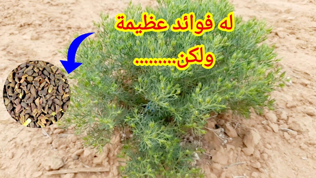 الحرمل كنز من كنوز الطبيعة لعلاج الامراض عند الانسان والحيوان