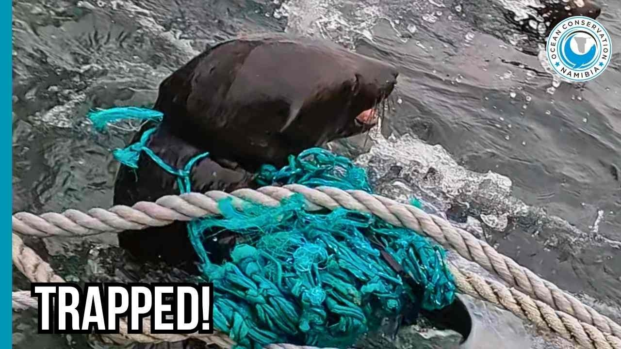 Rescuer Picked Up Entangled Seal Like a Worried Dad!