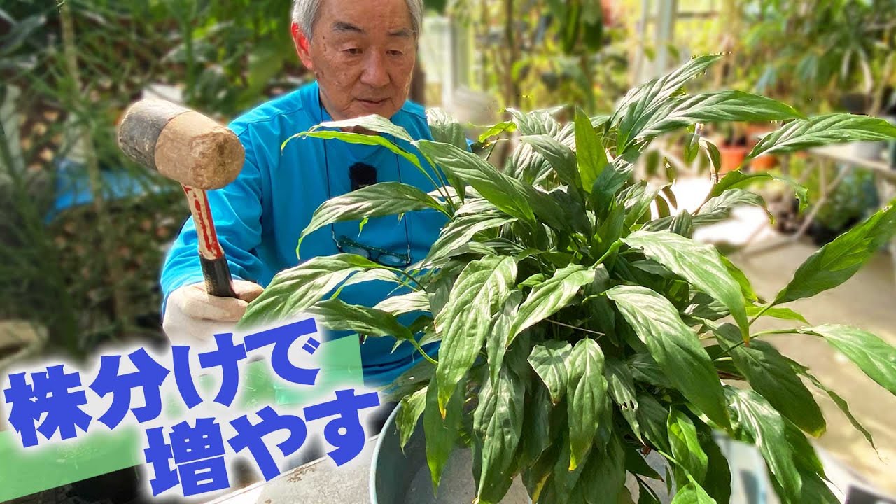 【花と緑のグリーンバレイ】大きくなった観葉植物を株分けして増やす【株分け・植え替え】