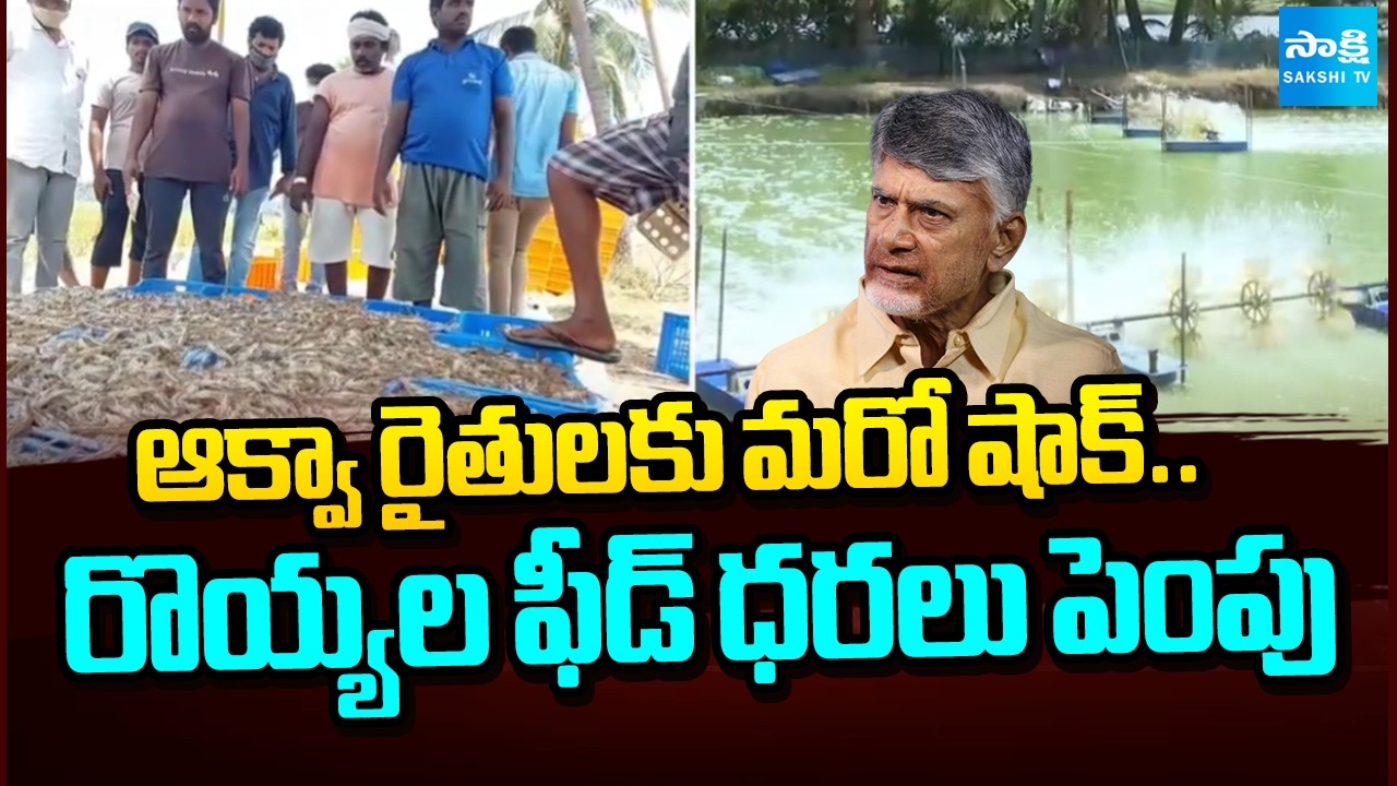 CM Chandrababu Another Shock for Aqua Farmers | Shrimp Feed Prices Hiked | Sakshi TV
