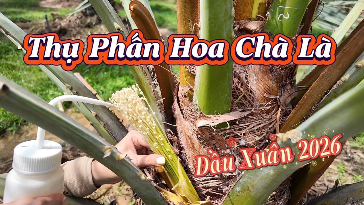 THỤ PHẤN HOA CHÀ LÀ 2026| Thủy Khai Nguyên