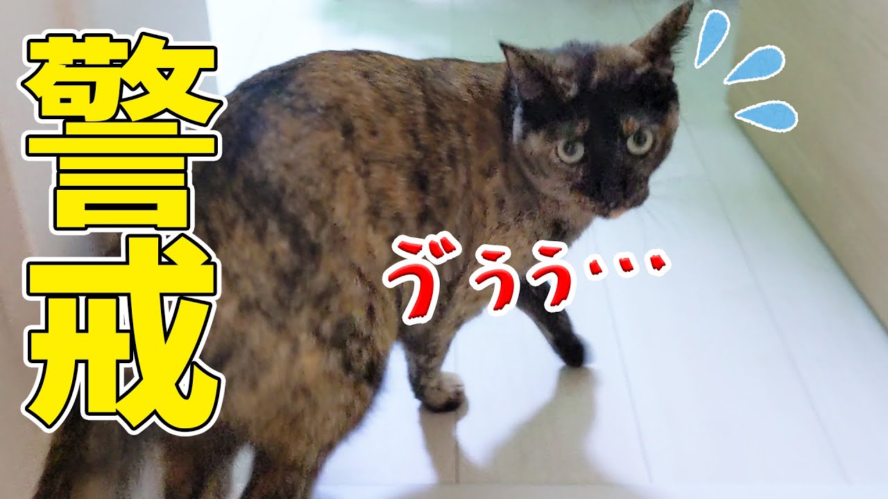 大好きなはずのパパが怖すぎて唸るサビ猫