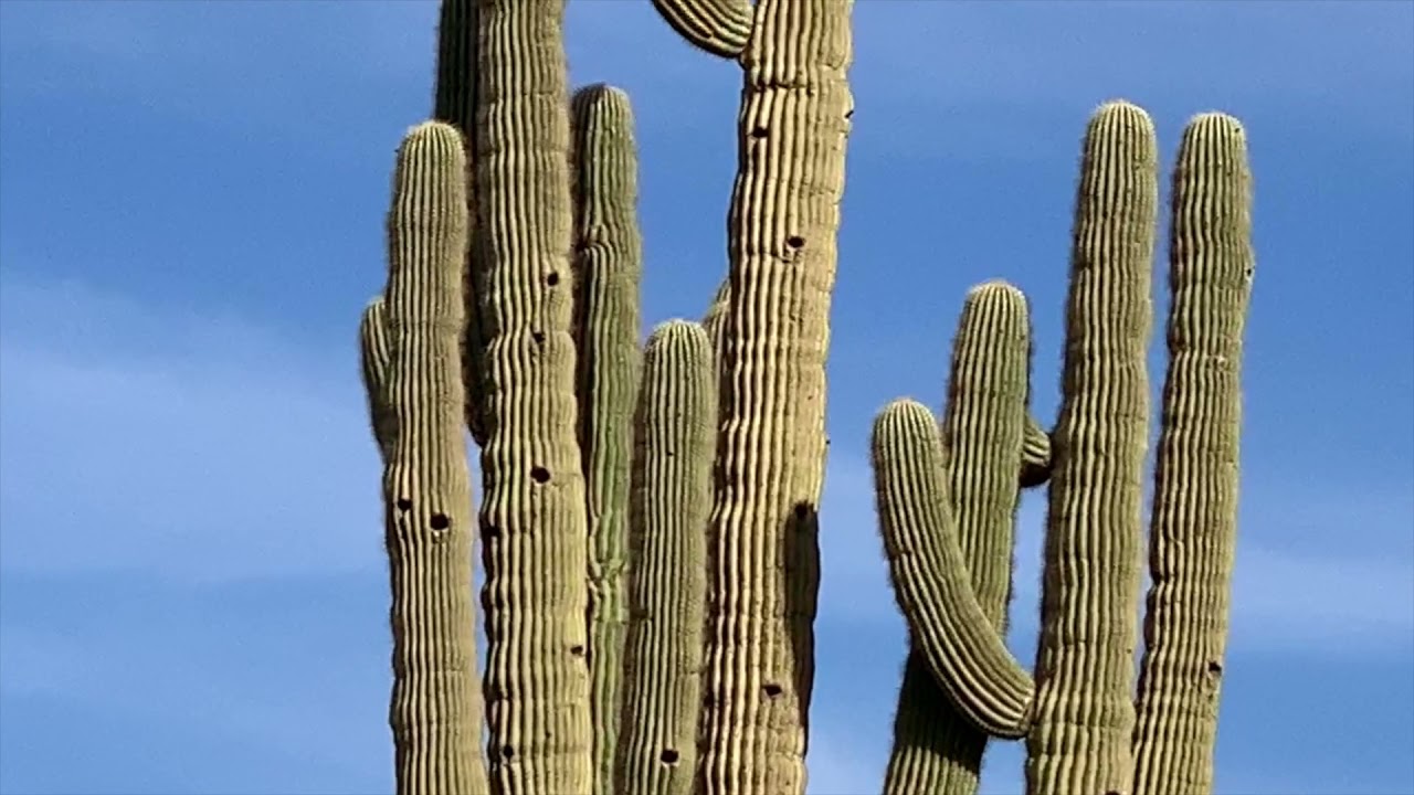 Sunset Vista Trail at Brown's Ranch Trailhead. Hiking Trails in Scottsdale, Arizona