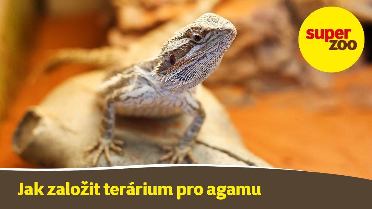 14. díl: Jak založit terárium pro agamu | Škola Super zoo