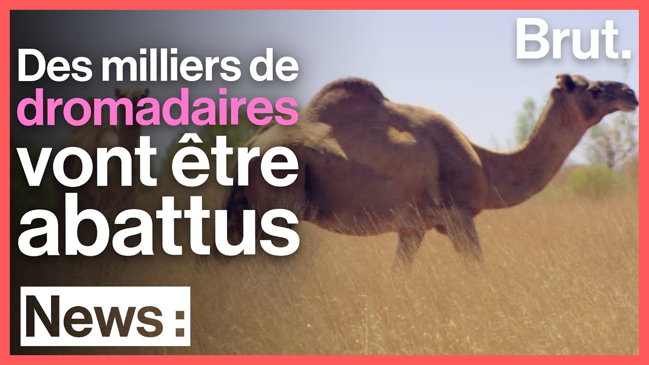 L'Australie va abattre près de 5 000 dromadaires