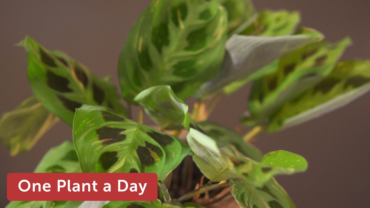 Maranta leuconeura var.  kerchoveana (Prayer Plant) Houseplant Care &mdash; 26 of 365