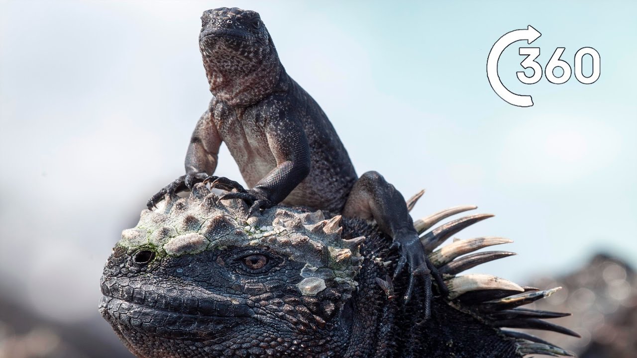 Iguana vs Snakes 360&deg; | Planet Earth II | Behind the Scenes