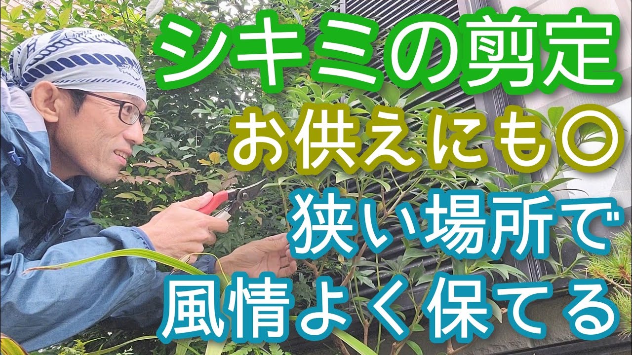 【シキミ(樒)の剪定】長期間コンパクト＆風情よく維持できる手入れ(2025年11月)🌱🗓️