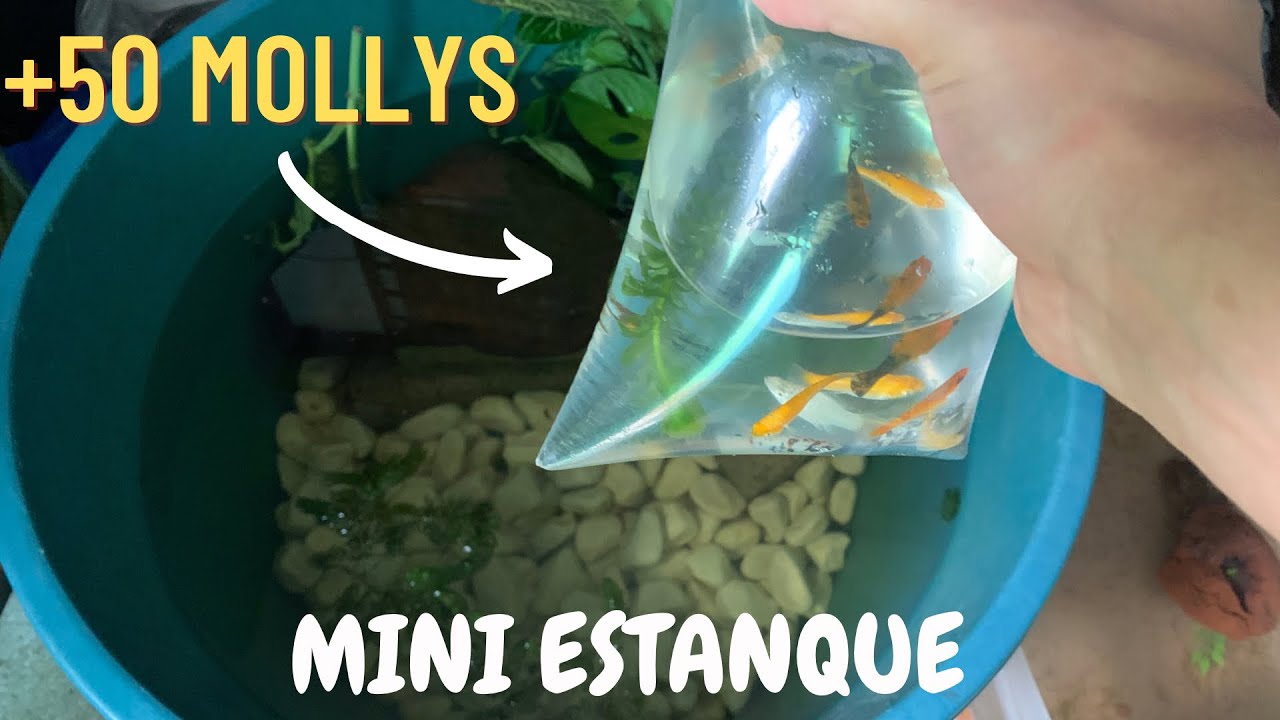 MINI ESTANQUE para +50 MOLLYS