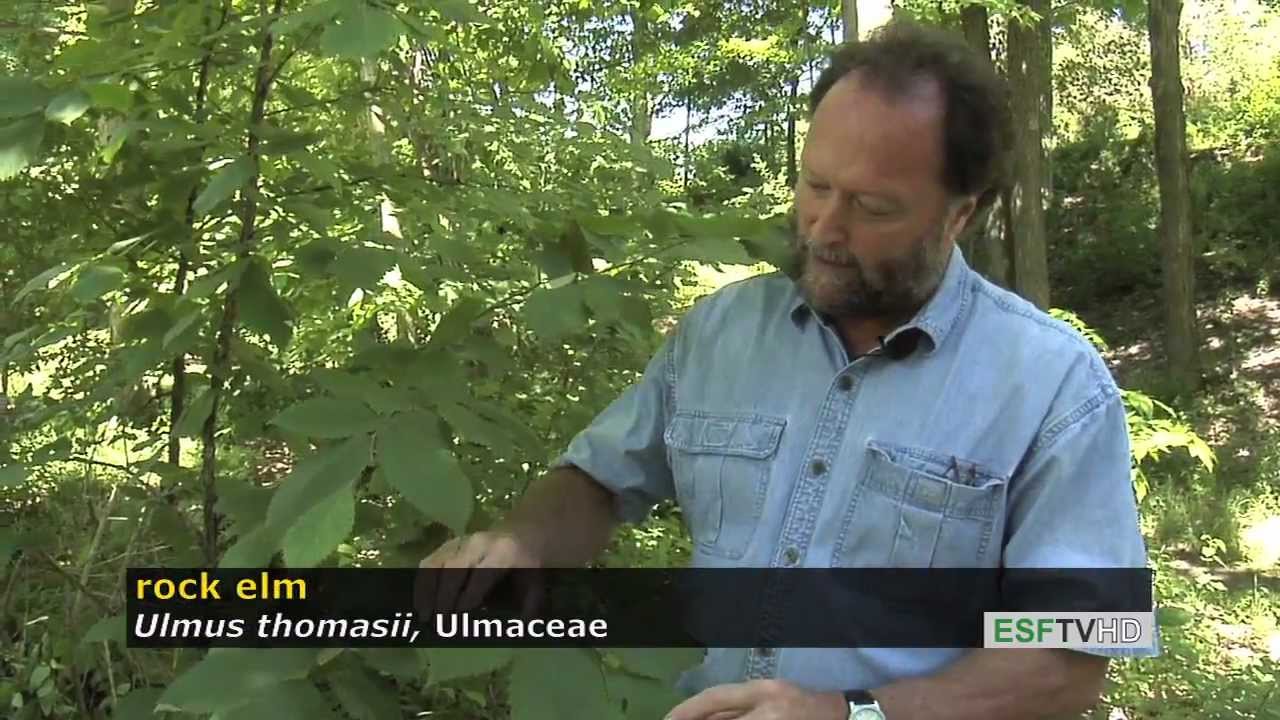 Trees with Don Leopold - rock elm