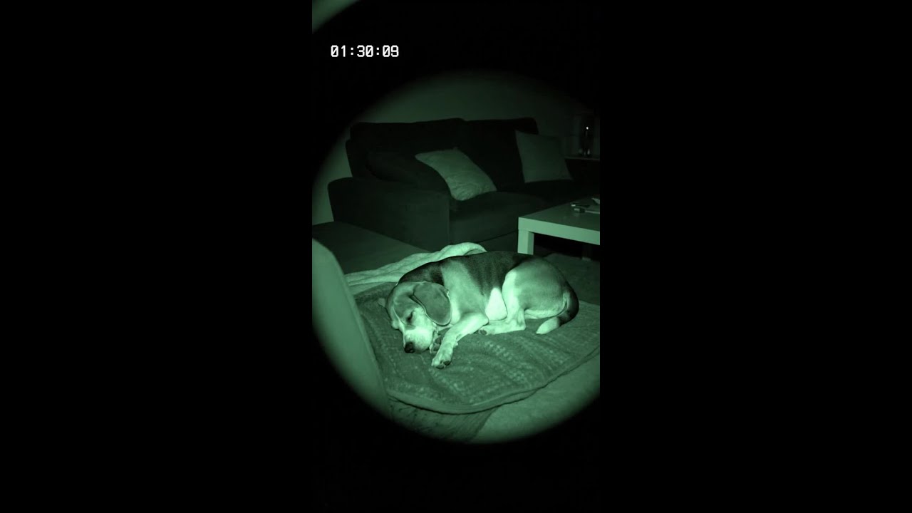 E-Zigarette explodiert neben schlafendem Hund